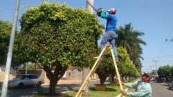What Are the Costs for Tree Trimming Services?
