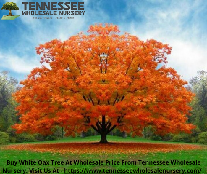 White Oak Tree | Tennessee Wholesale Nursery