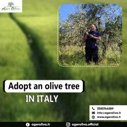 Adopt an olive tree in Italy