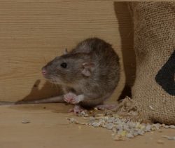 How To Get Rid Of Rats In Your House