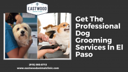 Get The Professional Dog Grooming Services In El Paso