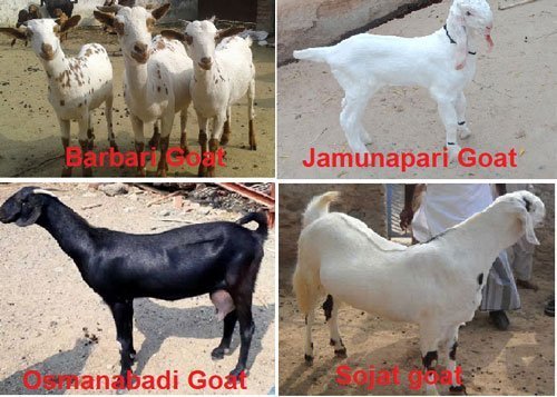 Best Goat Breeds in India
