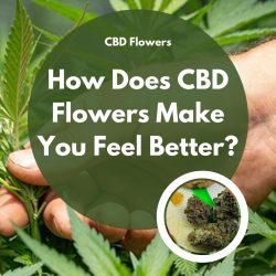 How Does CBD Flowers Make You Feel Better?