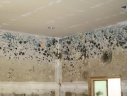 Different Types Of Mold