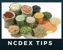 NCDEX Guar Seed Tips