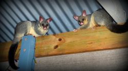 DO YOU NEED TO REMOVE A POSSUM OR RAT?