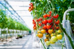 Tomato Growth Expert | John Deschauer