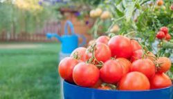 7 Tips For Tomato Harvest