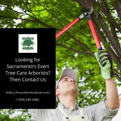 Best Tree Care & Landscaping Services Provider in Sacramento