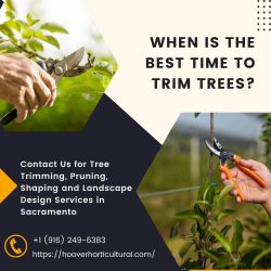 When Is the Most Appropriate Time to Trim Trees?