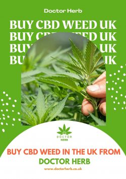 Buy CBD Weed UK – Doctor Herb