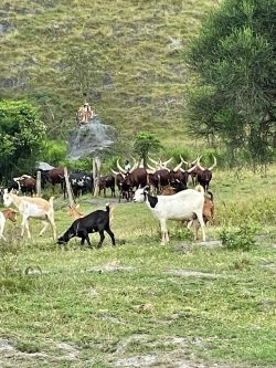 Long-horned cattle in Uganda