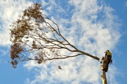 Tree Removal In Adelaide