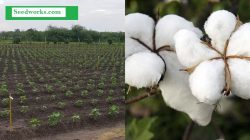 Cotton Seeds Company | Seedworks.com