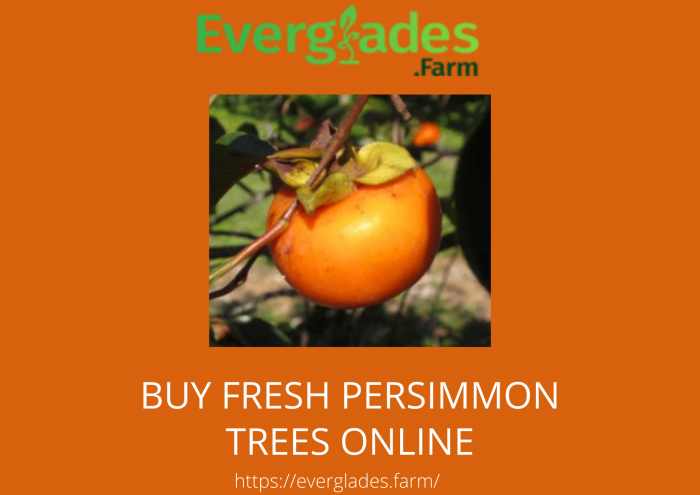 Persimmon Trees for Sale at the Best Price