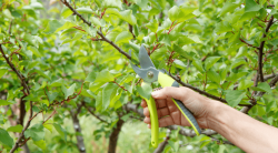 Is It Safe to Trim Trees in the Summer?