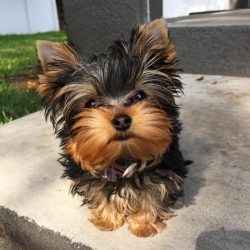 Mini Yorkie Puppies For Sale