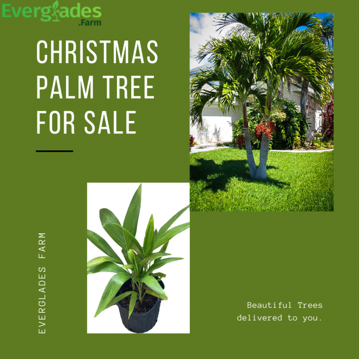 Christmas Palm tree for sale for sale in Florida