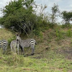 Zebras in Lake Mburo National park