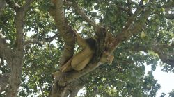 Tree-climbing Lion in Ishasha Queen Elizabeth National Park