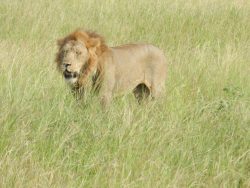 Lion in Queen Elizabeth National Park