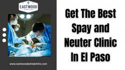Get The Best Spay and Neuter Clinic In El Paso