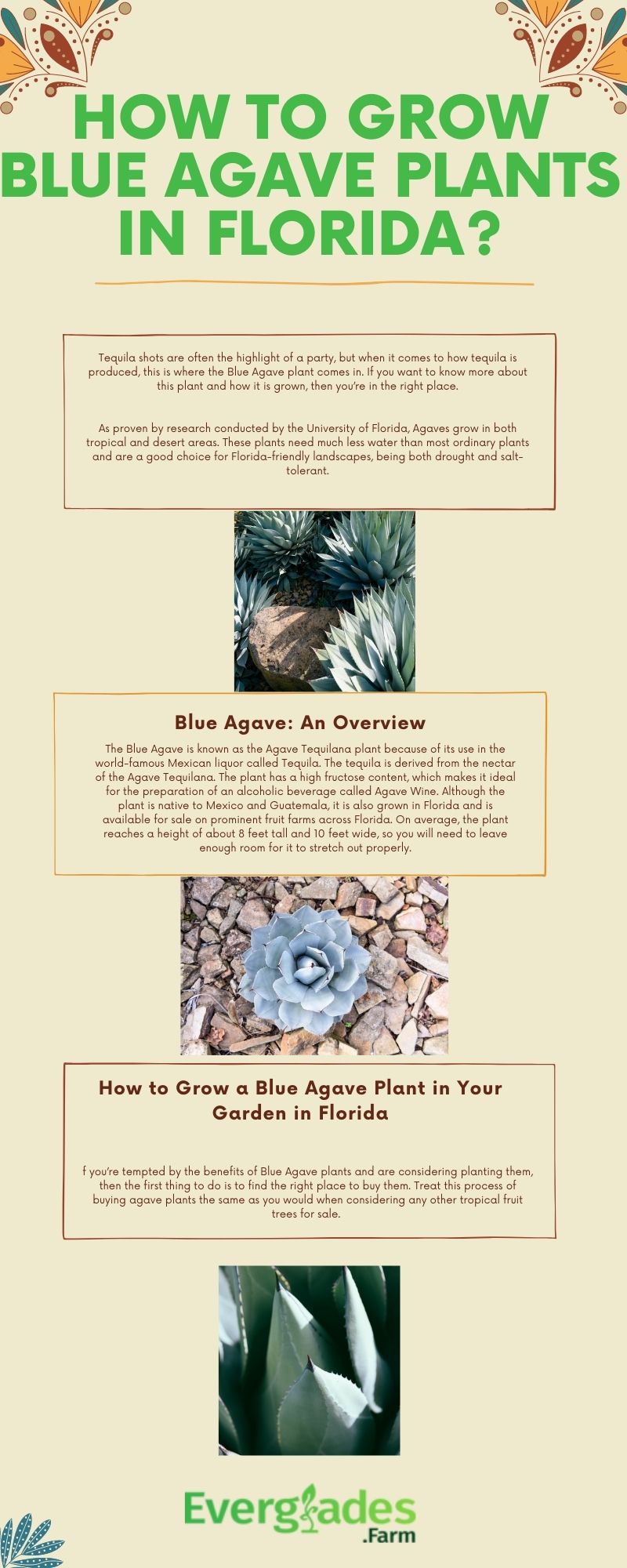 HOW TO GROW BLUE AGAVE PLANTS IN FLORIDA?