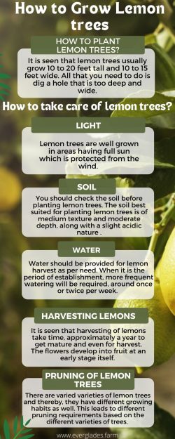 How to grow Lemon trees?