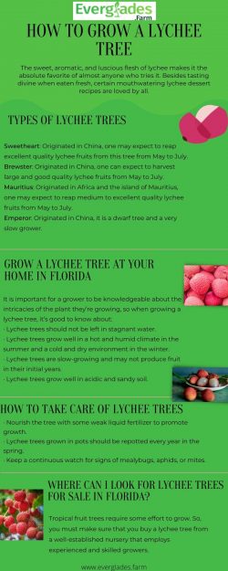 HOW TO GROW A LYCHEE TREE