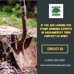 What Is the Easiest Method to Remove a Tree Stump?