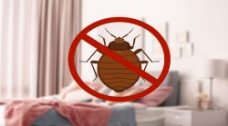 Keep Away Bed Bugs in this Summer Season- See How