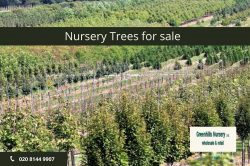 Nursery trees for sale UK – Greenhills-Nursery