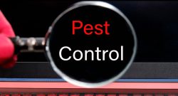 How safe Pest Control is when you have a Baby at Home?