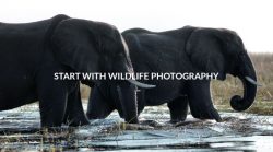 START WITH WILDLIFE PHOTOGRAPHY