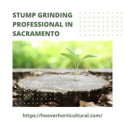 What Methods help kill and Prevent the Regrowth of Tree Sumps?