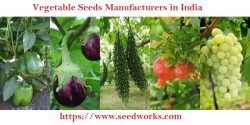 Vegetable Seeds Manufacturers in India | Seedworks.com