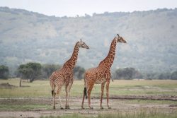 Akagera National Park girafes