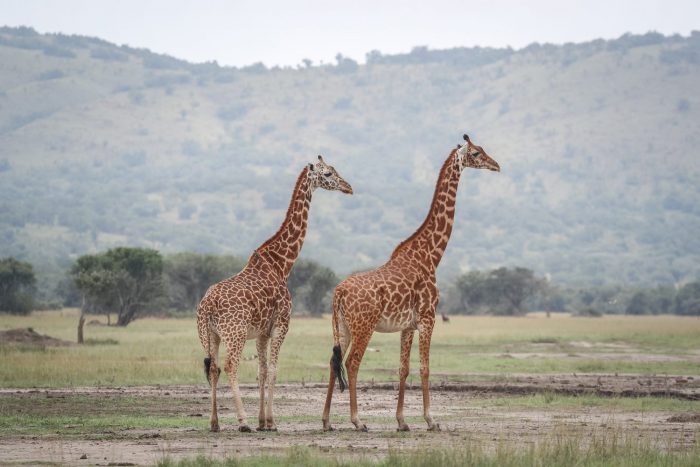 Akagera National Park girafes