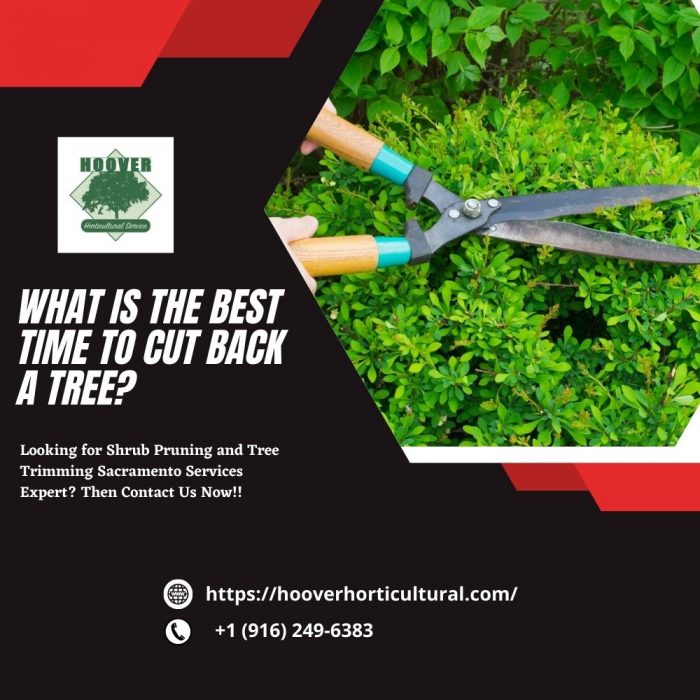 What Is the Best Time to Cut Back a Tree?