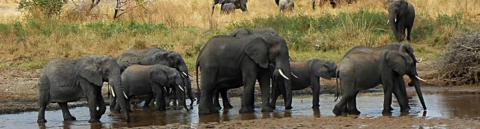 9-day-deluxe-tanzania-northern-parks-safari