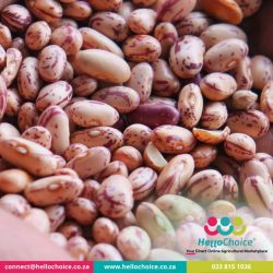 High Nutrients Wholesale dry beans bulk from hello choice