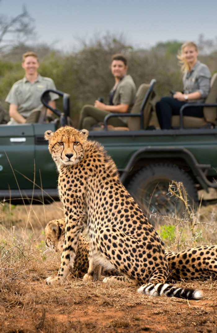 7 Best African Safari Companies To Book Your Trip - Social Social Social  Social Social Social