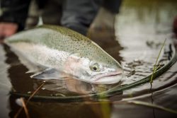 FALL FLY FISHING IN ALASKA: KVICHAK RIVER RAINBOW TROUT