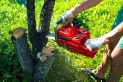 Tree Trimming Costs & Prices Guide
