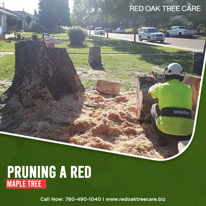 Choose Pruning A Red Maple Tree In Edmonton