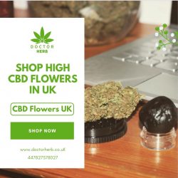 Shop High CBD Flowers in UK – Doctor Herb