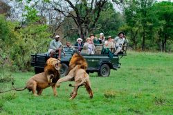 Best African safari tours
