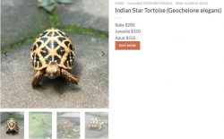 Star tortoise price in USA