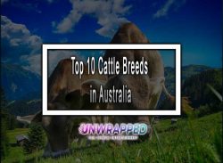 top 10 cattle breeds in australia in 2020