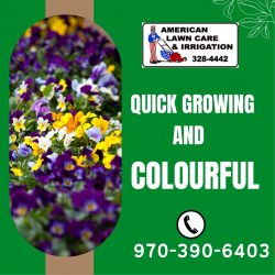 Wide Range of Annual Bedding Plants